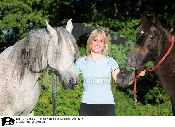 arabian horse portrait / AP-03562