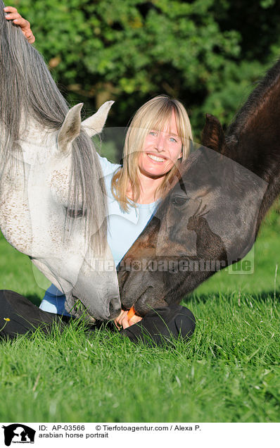 Araber Portrait / arabian horse portrait / AP-03566