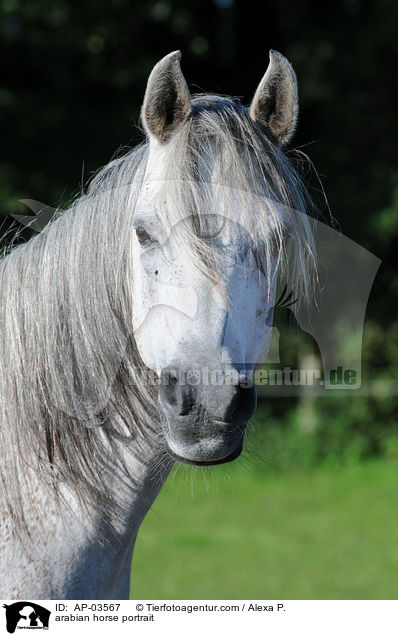 Araber Portrait / arabian horse portrait / AP-03567