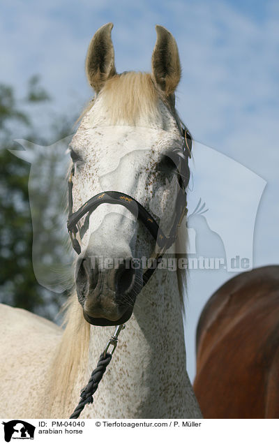 Araber / arabian horse / PM-04040