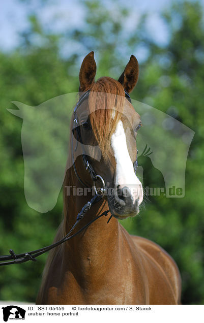 Araber Portrait / arabian horse portrait / SST-05459