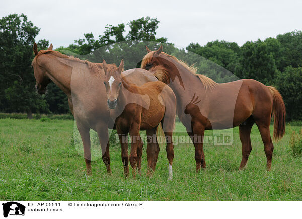 Araber / arabian horses / AP-05511