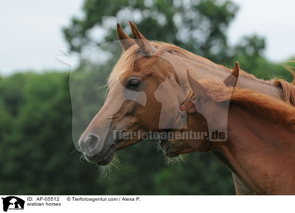 arabian horses / AP-05512