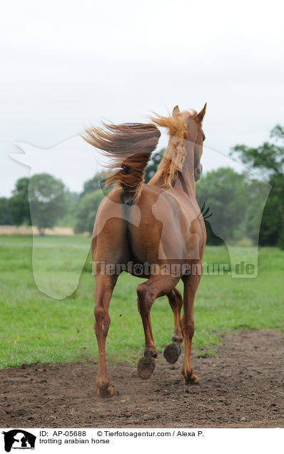 trabender Araber / trotting arabian horse / AP-05688