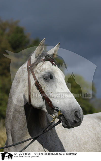 Araber Portrait / arabian horse portrait / CD-01636