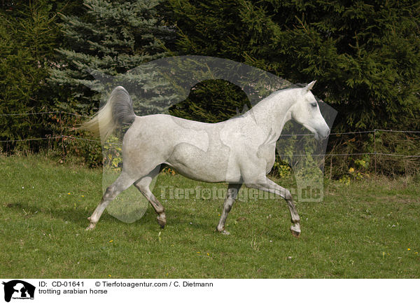 trabender Araber / trotting arabian horse / CD-01641