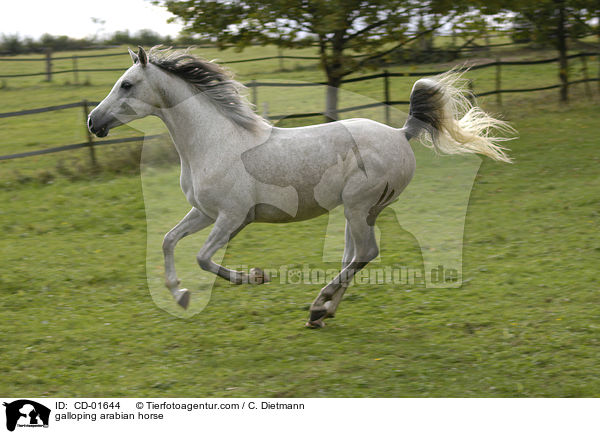 galoppierender Araber / galloping arabian horse / CD-01644