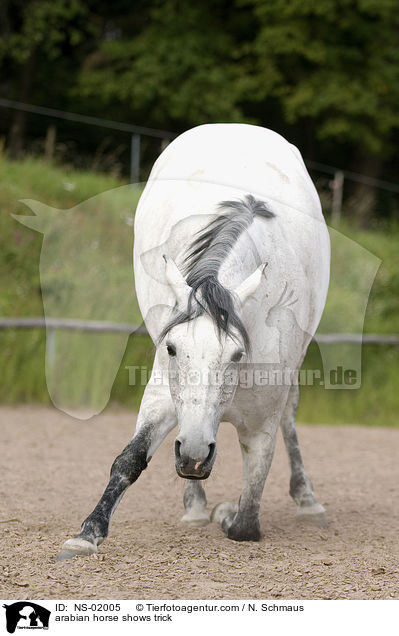 arabian horse shows trick / NS-02005