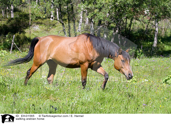 laufender Araber / walking arabian horse / EH-01565