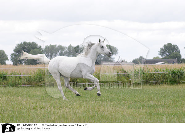 galloping arabian horse / AP-06317