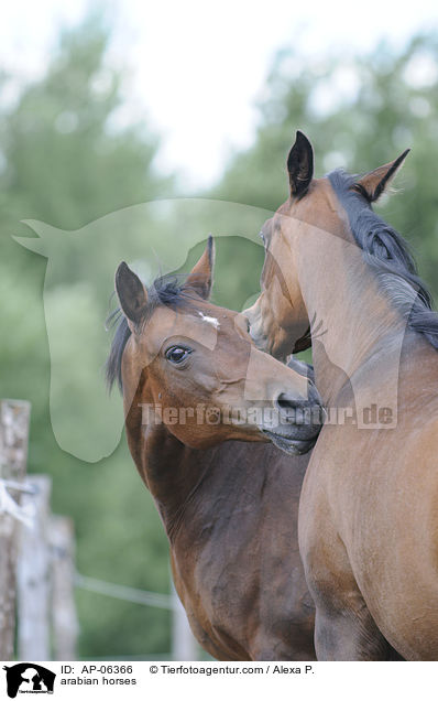 Araber / arabian horses / AP-06366