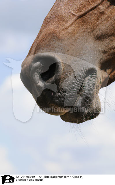 Araber Maul / arabian horse mouth / AP-06369