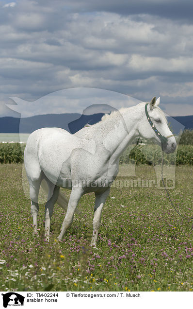 arabian horse / TM-02244