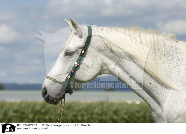 Araber Portrait / arabian horse portrait / TM-02251