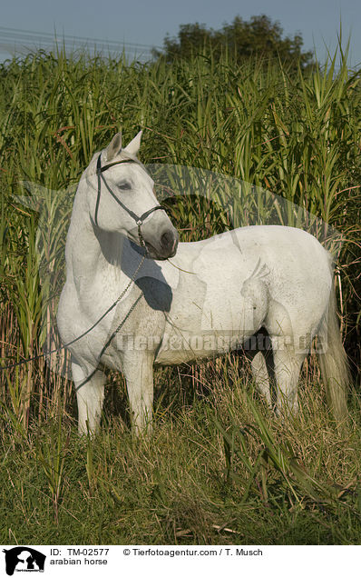 Araber / arabian horse / TM-02577