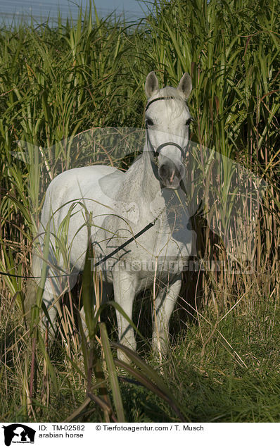 arabian horse / TM-02582