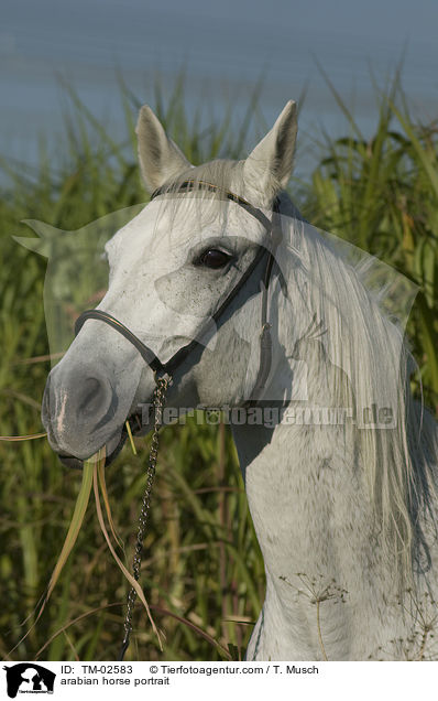 arabian horse portrait / TM-02583