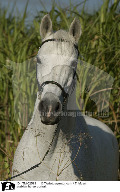 arabian horse portrait / TM-02588