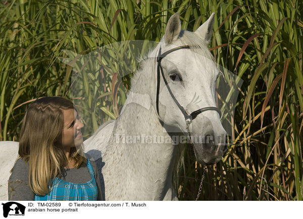 Araber Portrait / arabian horse portrait / TM-02589
