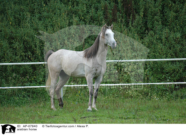 Araber / arabian horse / AP-07840