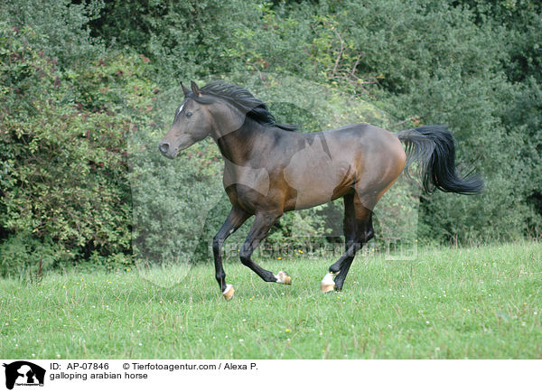 galoppierender Araber / galloping arabian horse / AP-07846