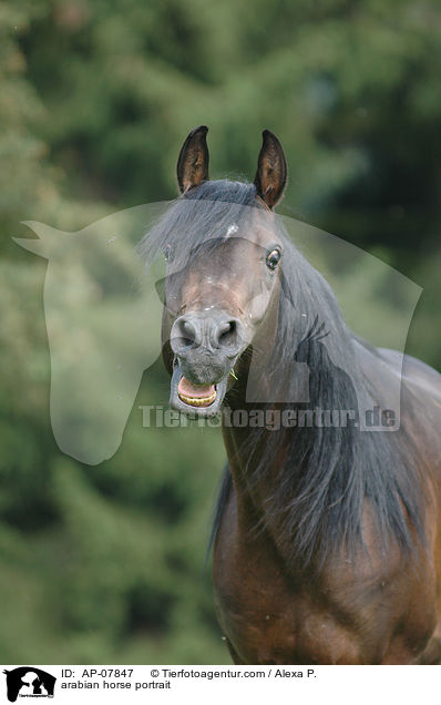 Araber Portrait / arabian horse portrait / AP-07847