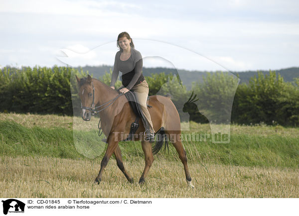 Frau reitet Araber / woman rides arabian horse / CD-01845