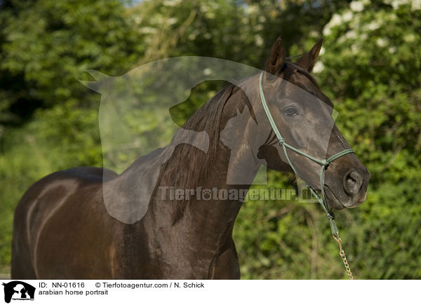 Araber Portrait / arabian horse portrait / NN-01616