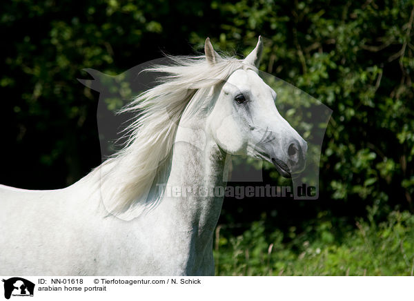 arabian horse portrait / NN-01618