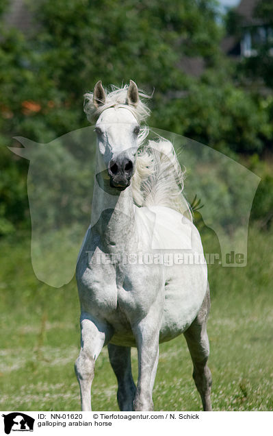 galoppierender Araber / galloping arabian horse / NN-01620