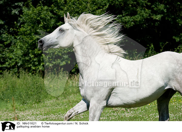 galoppierender Araber / galloping arabian horse / NN-01621