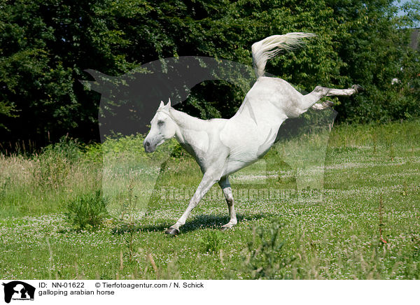 galoppierender Araber / galloping arabian horse / NN-01622