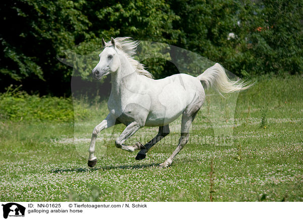 galoppierender Araber / galloping arabian horse / NN-01625