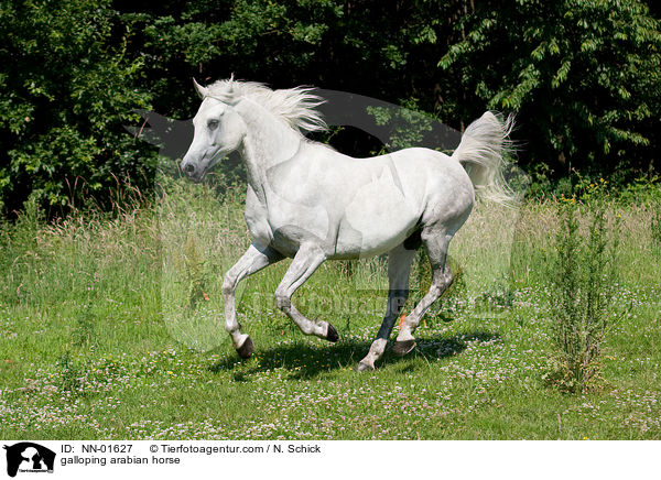 galoppierender Araber / galloping arabian horse / NN-01627