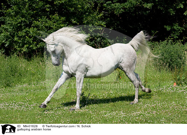 galoppierender Araber / galloping arabian horse / NN-01628