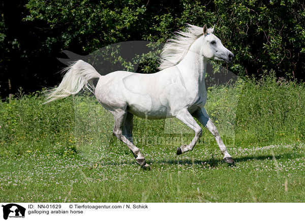 galoppierender Araber / galloping arabian horse / NN-01629