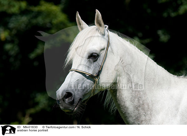 Araber Portrait / arabian horse portrait / NN-01630