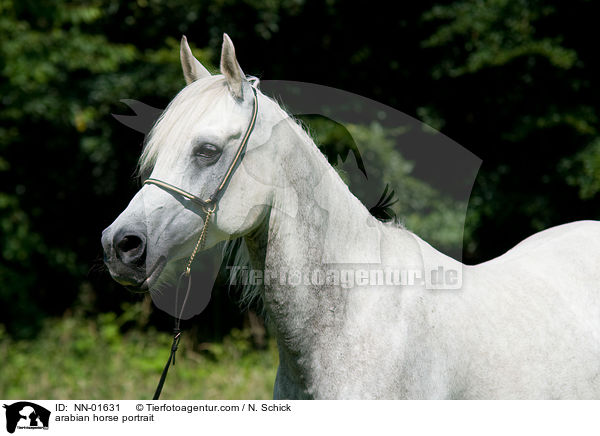 Araber Portrait / arabian horse portrait / NN-01631