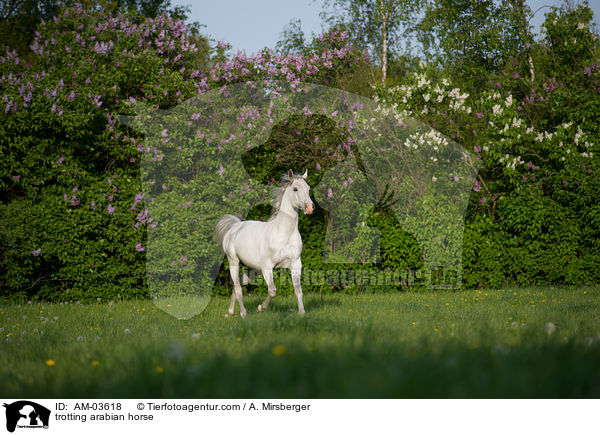 trabender Araber / trotting arabian horse / AM-03618