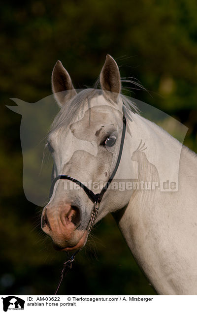 Araber Portrait / arabian horse portrait / AM-03622