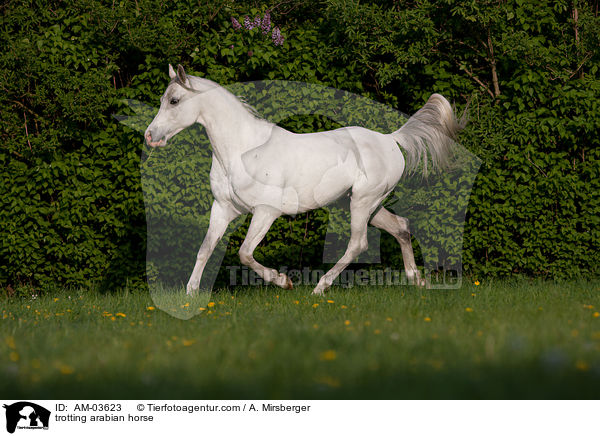 trabender Araber / trotting arabian horse / AM-03623