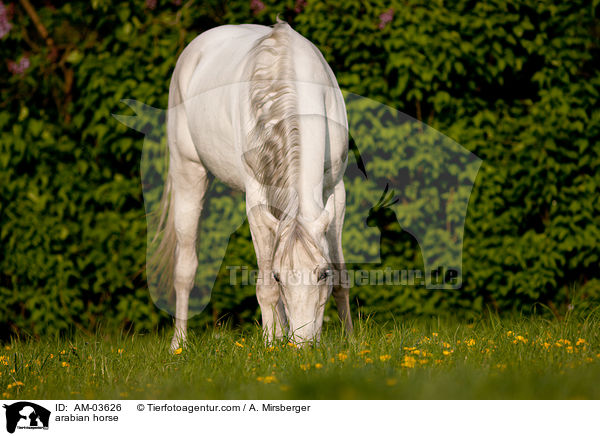 Araber / arabian horse / AM-03626