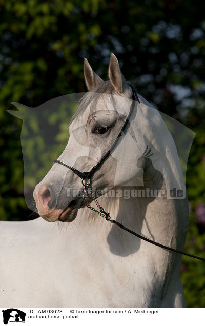 Araber Portrait / arabian horse portrait / AM-03628