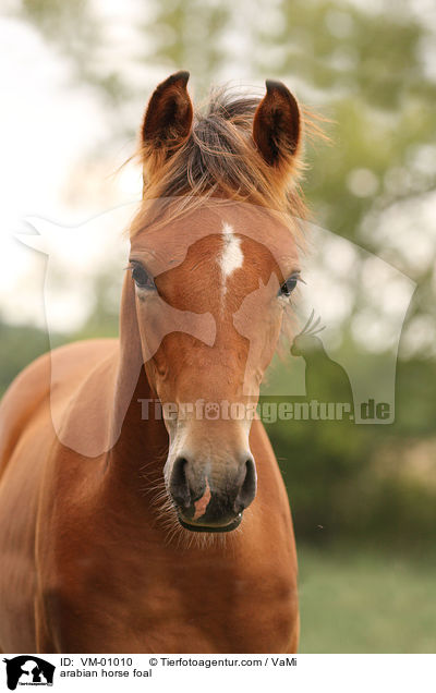 Araber Fohlen / arabian horse foal / VM-01010