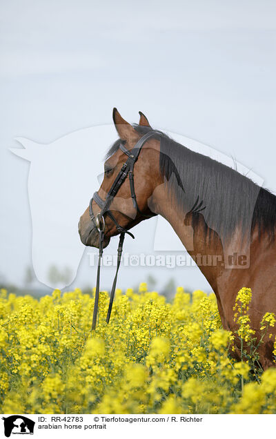 Araber Portrait / arabian horse portrait / RR-42783