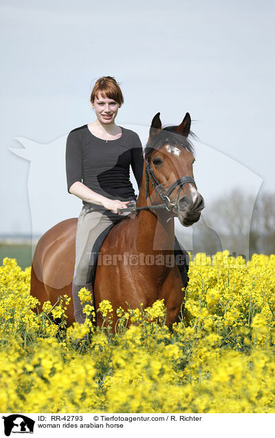 Frau reitet Araber / woman rides arabian horse / RR-42793