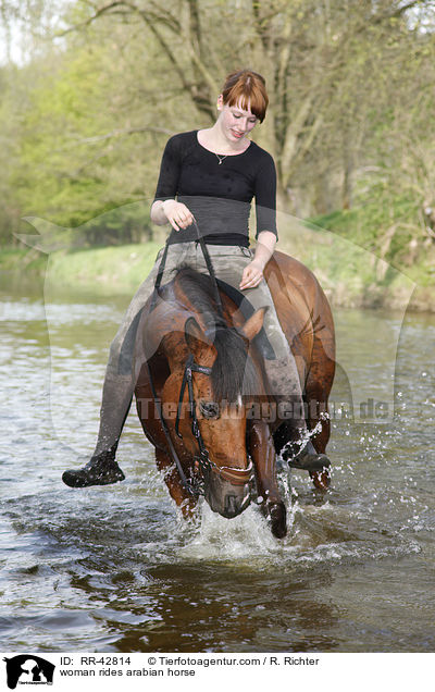 Frau reitet Araber / woman rides arabian horse / RR-42814