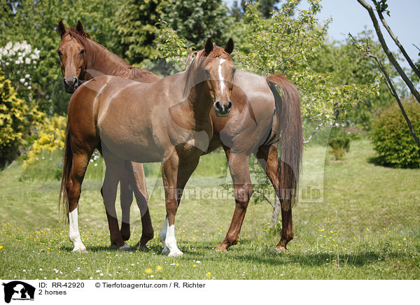 2 Pferde / 2 horses / RR-42920