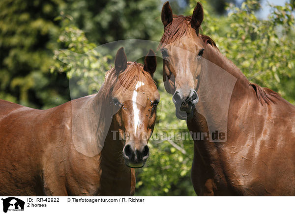 2 horses / RR-42922