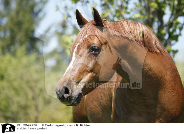 arabian horse portrait / RR-42936